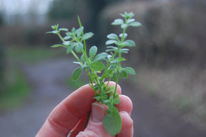 Cleaver. A sticky little weed.