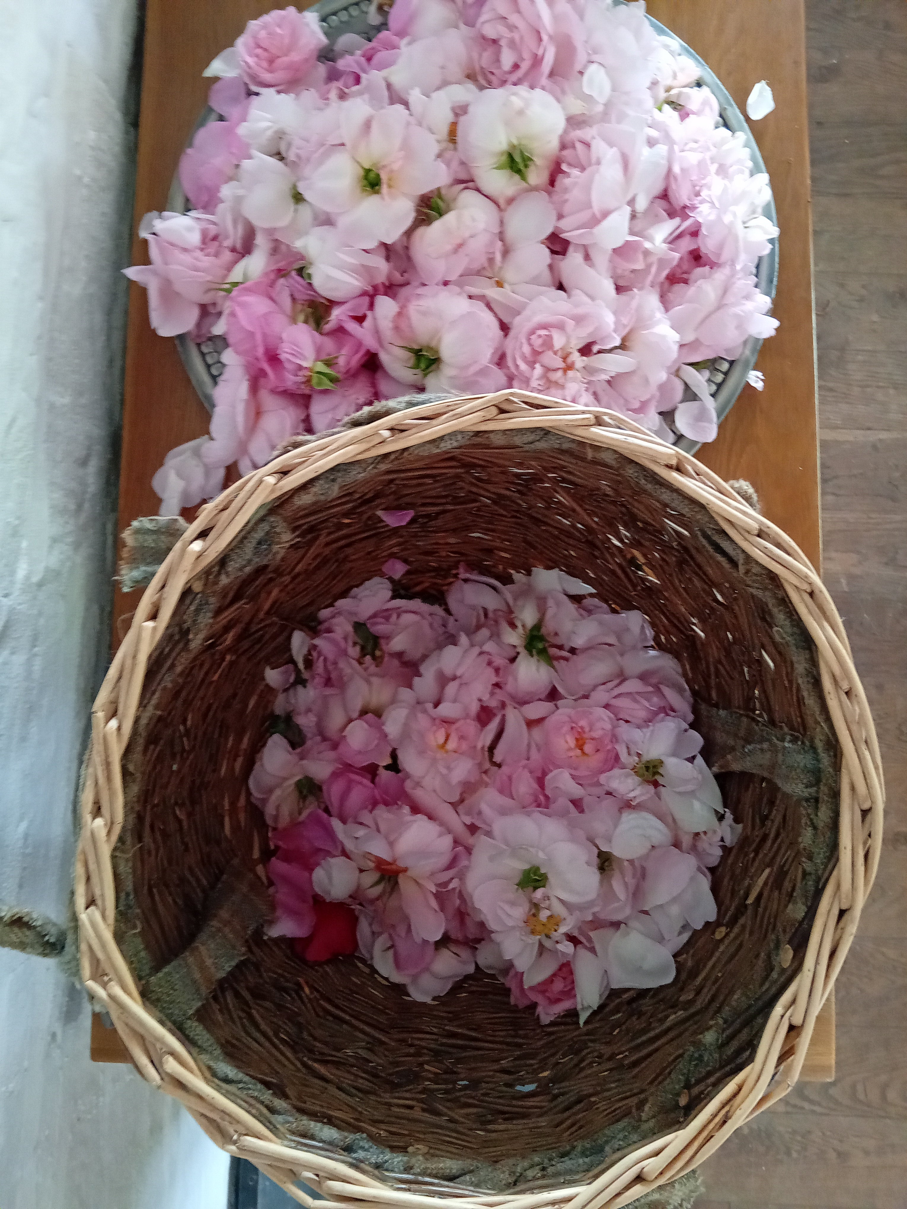 Full Day Foraging Course Saturday 18th July 2026