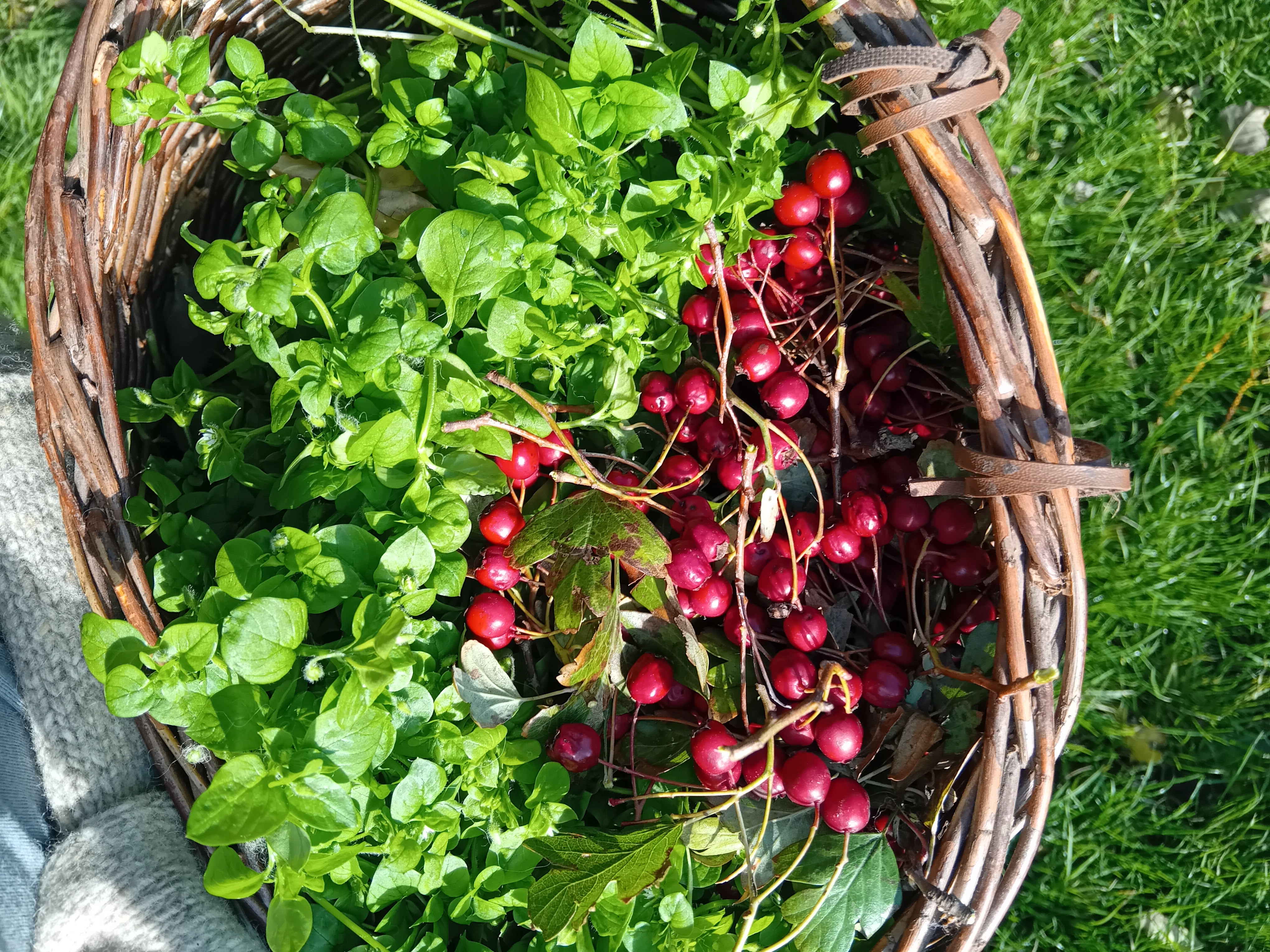 Forage The Year - 24th January 2026, Abergavenny Town Centre