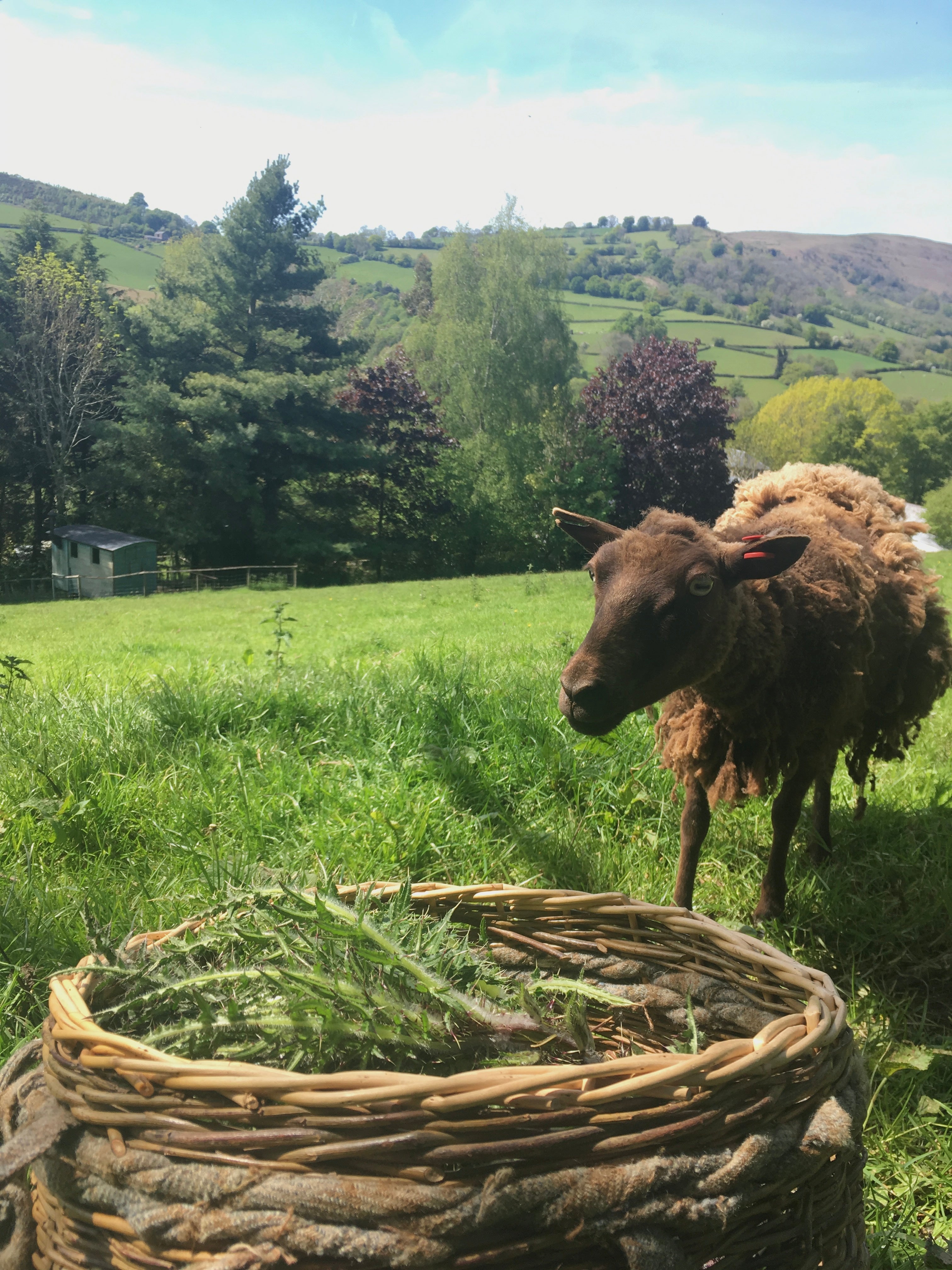 Half Day Foraging Course Wednesday 29th May 2026 10am - 1pm