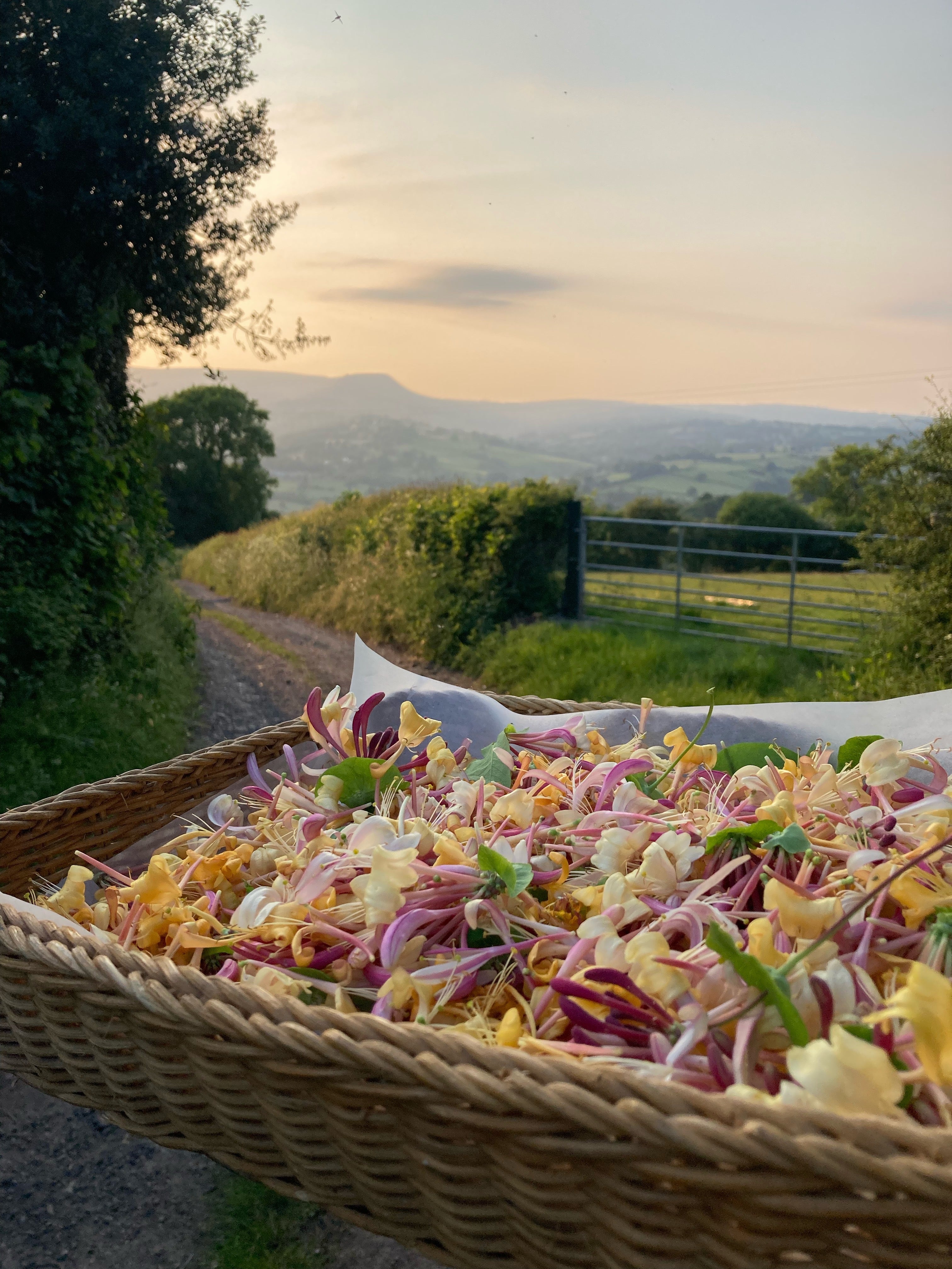 Saturday 28th September full day foraging course Chapel House Farm Craswall