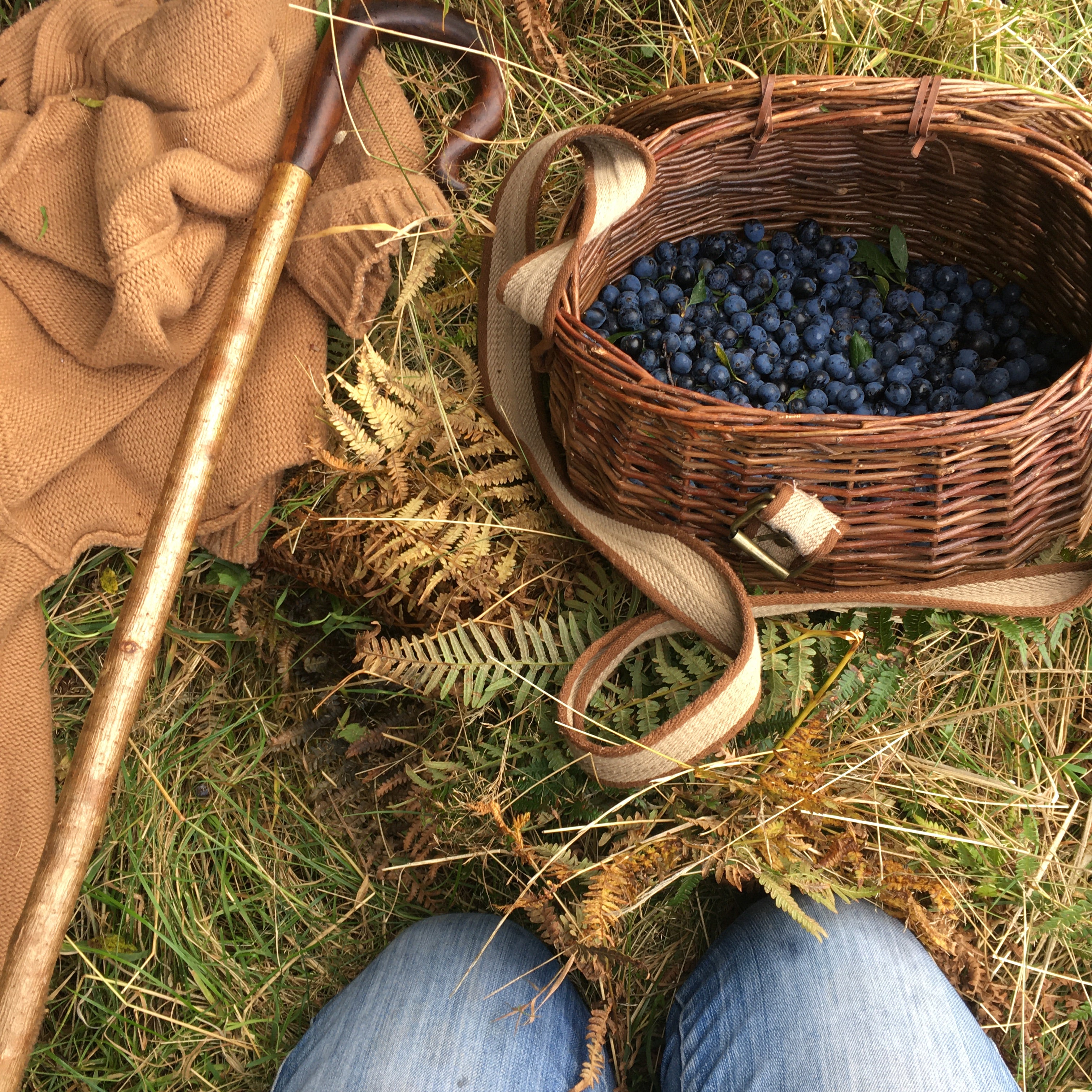 Full Day Foraging Course, Saturday 26th September