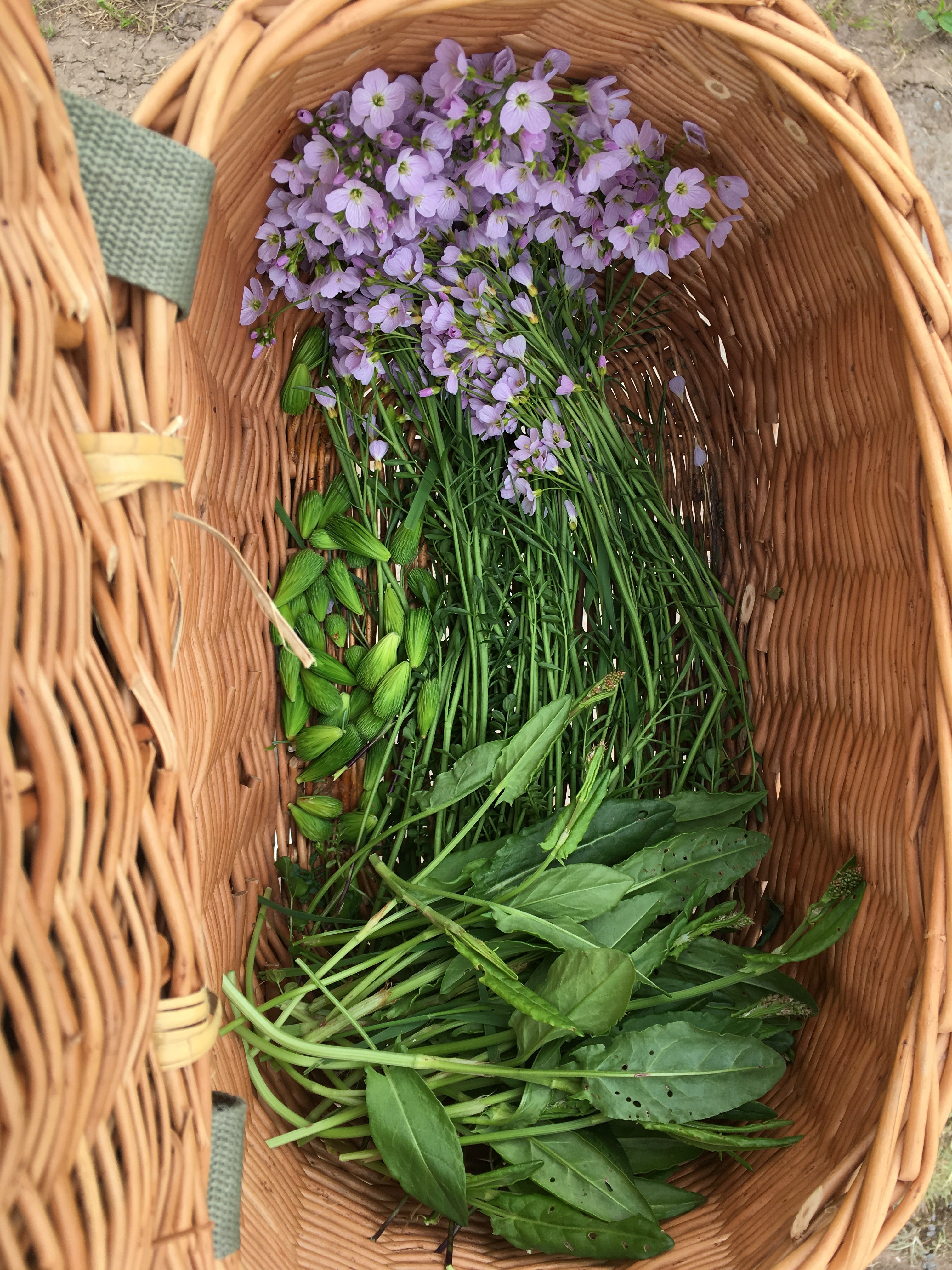Half Day Foraging Course Saturday 18th April 2026 10am - 1pm