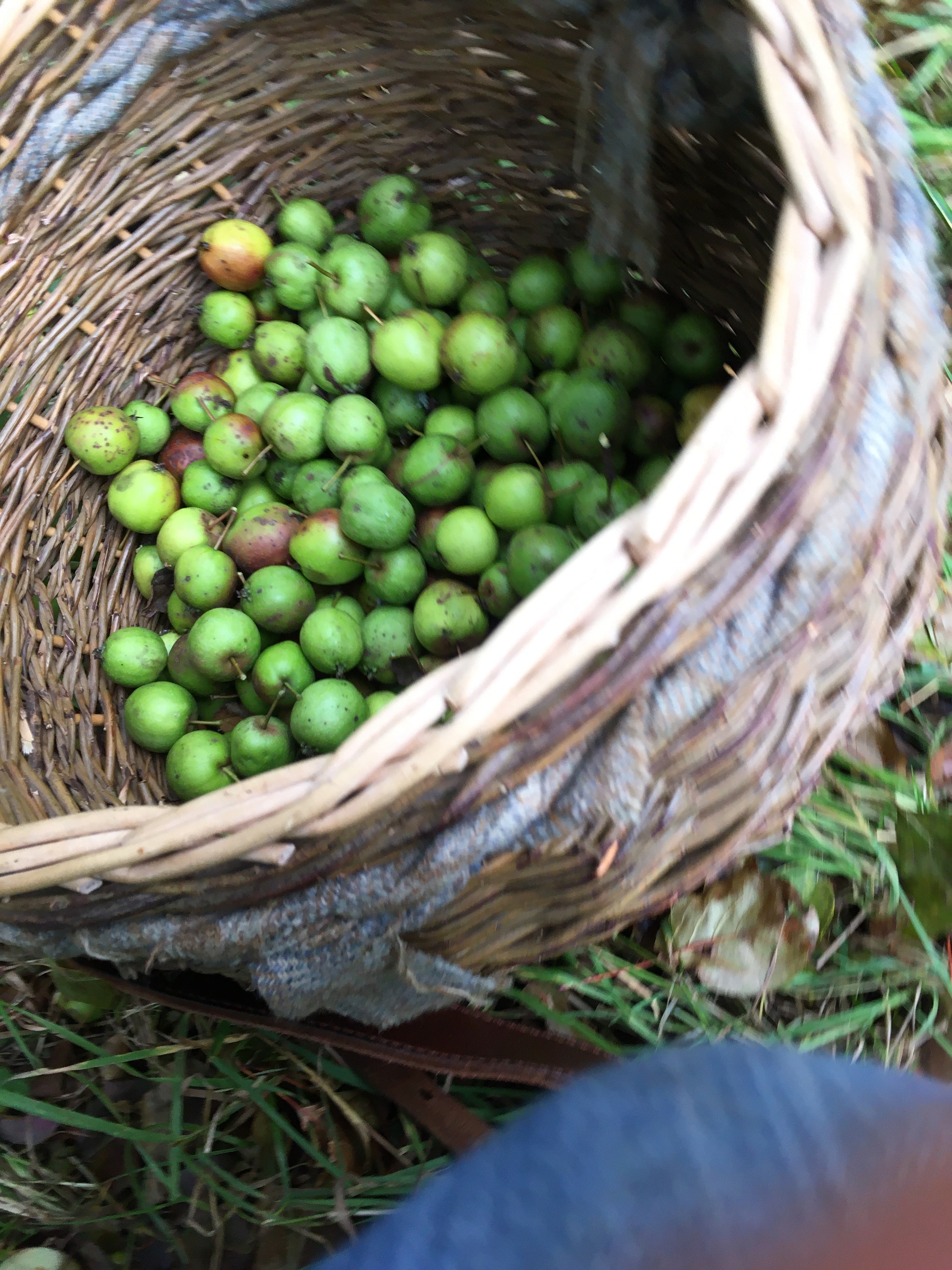 Half Day Foraging Course Wednesday 16th September 2026