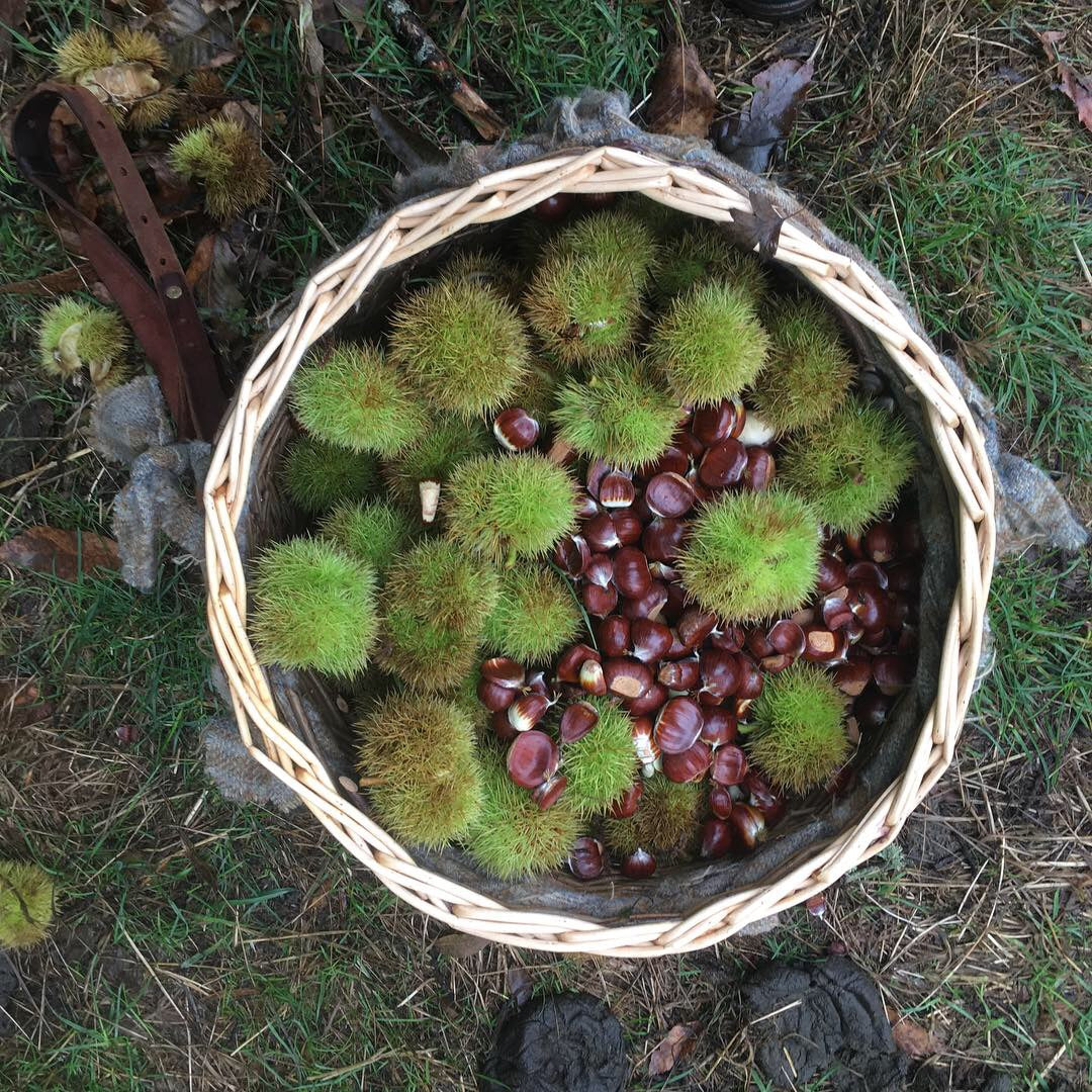 Full Day Foraging Course Sat 24th October 2026