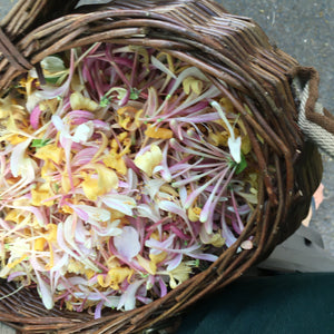 Half Day Foraging Course, Wednesday 8th July 2026 10am - 1pm