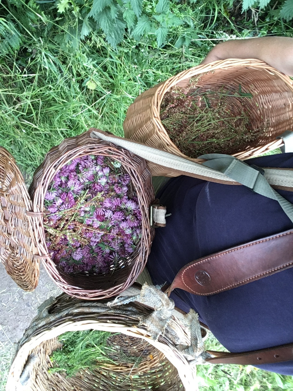 Full Day Foraging Course Saturday 27h June 2026