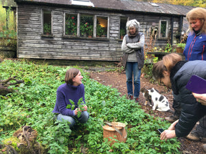 Half Day Foraging Course Wednesday 16th September 2026