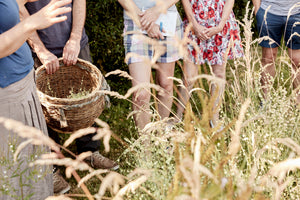 Half Day Foraging Course Saturday 13th June 2026 10am -1 pm
