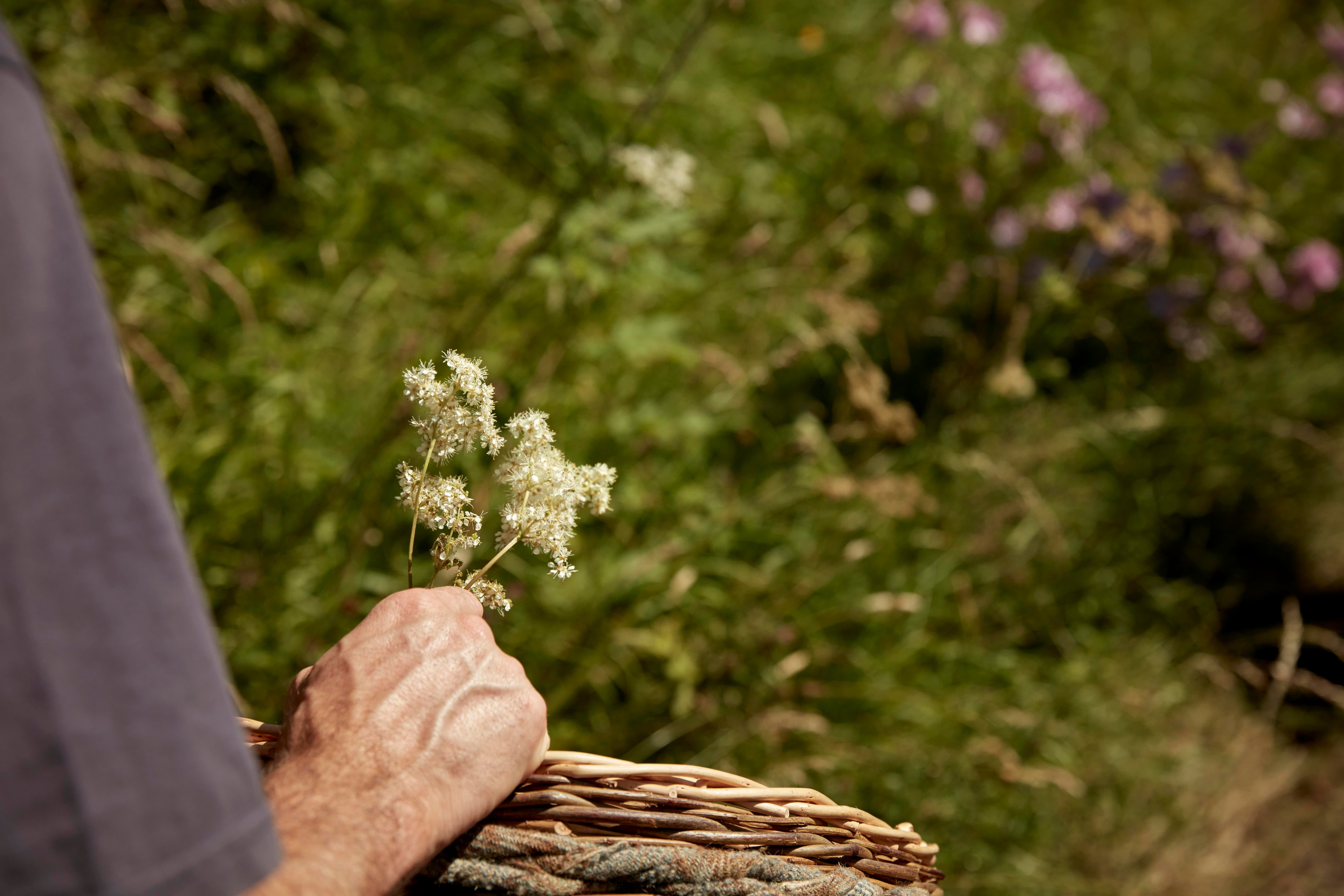 Half Day Foraging Course, Saturday 1st August 10am - 1pm