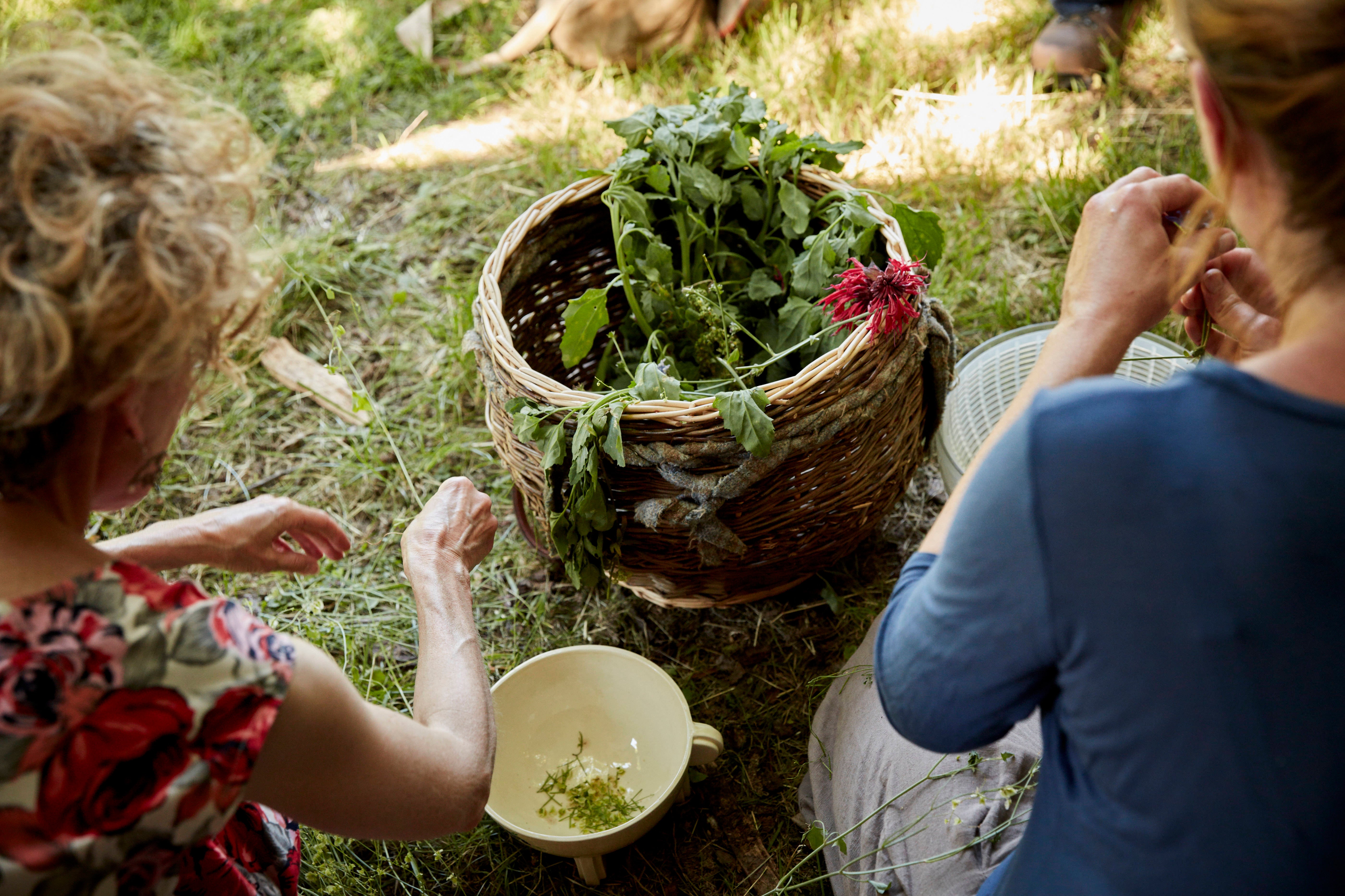 Half Day Foraging Course, Saturday 1st August 10am - 1pm