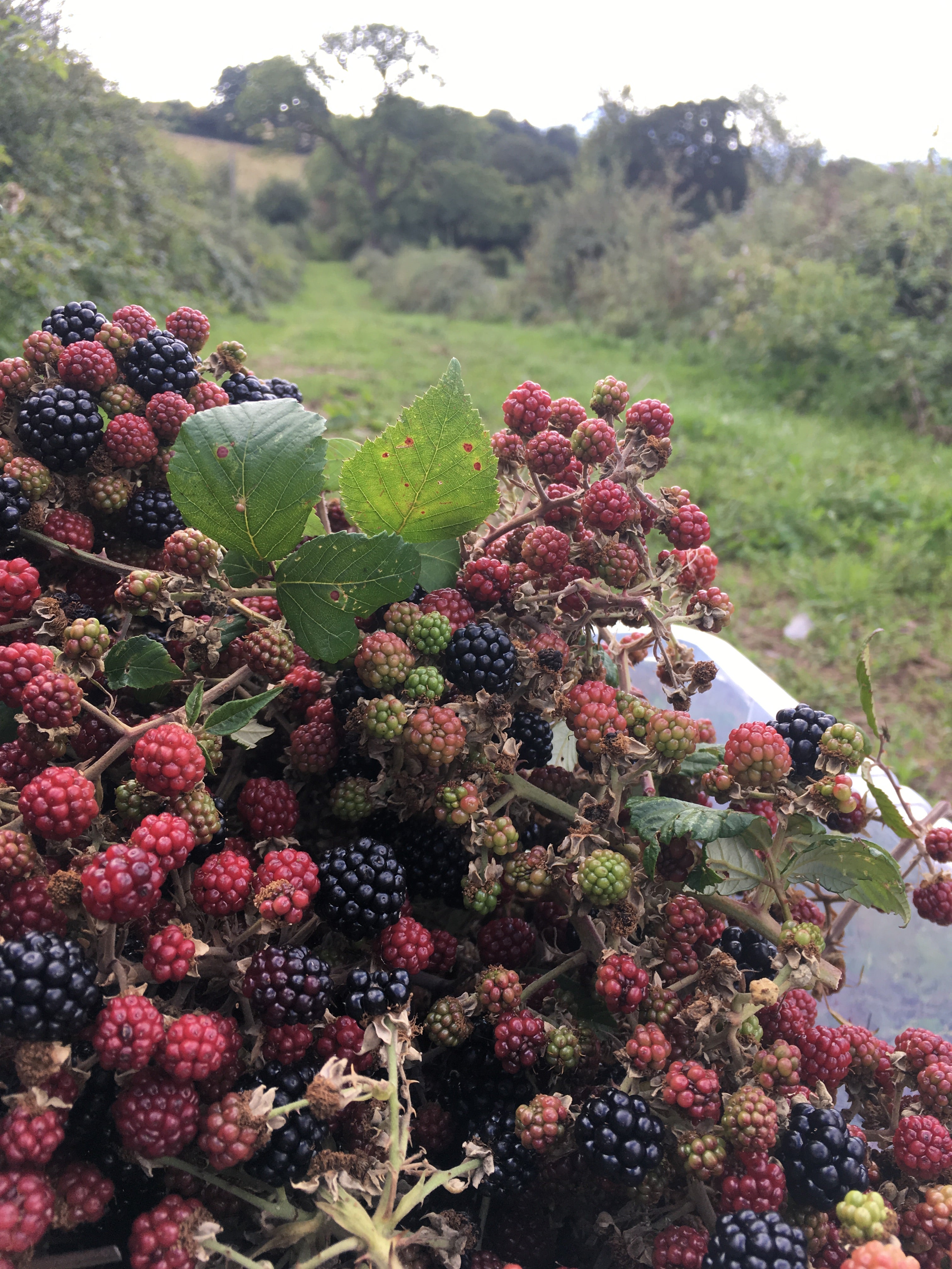 Half Day Foraging Course Saturday September 20th 10am - 1pm