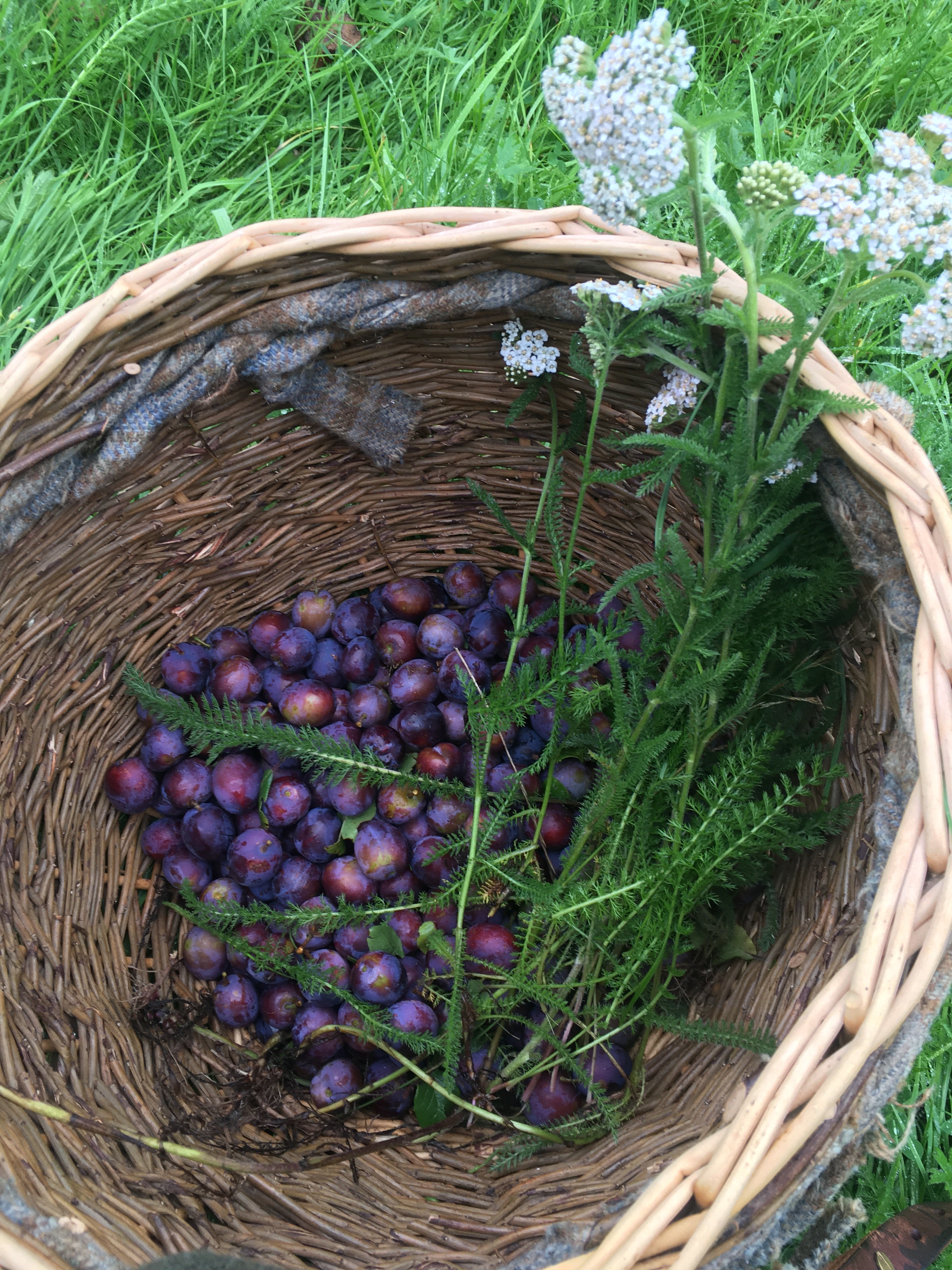 Full Day Foraging Course Voucher - posted
